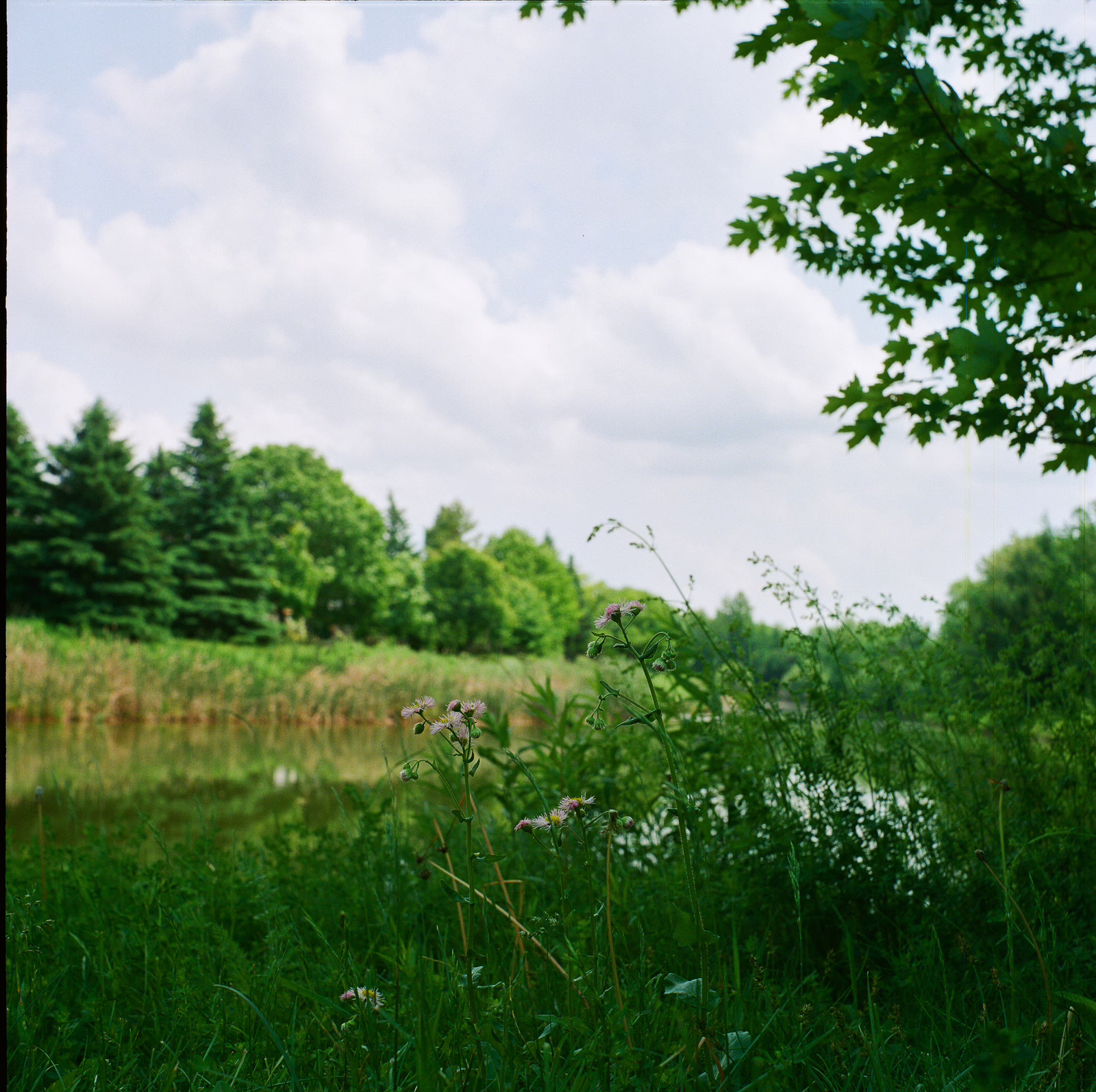 Ottawa Wedding Photographer-000123900011 ❥ Ottawa Wedding Photographer Flowers at Local pond in Kanata taken with Seagull 4 TLR using Kodak Porta iso 800